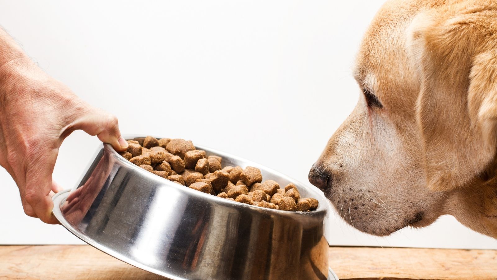 犬の食欲不振の原因