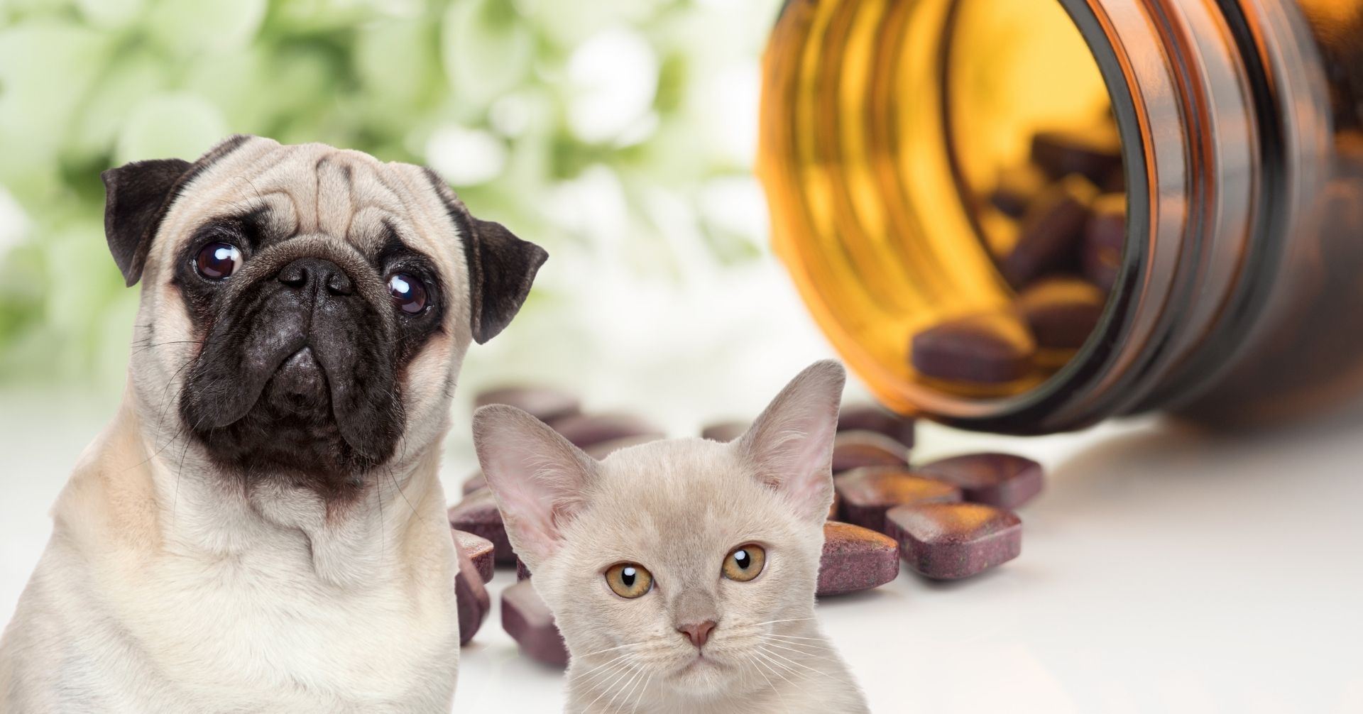 【購入前のチェック事項】ペット用サプリメントの効果と注意点をペット栄養管理士が解説