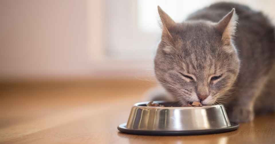 猫の食事は何回が最適なの？海外の研究と共にペット栄養管理士が解説
