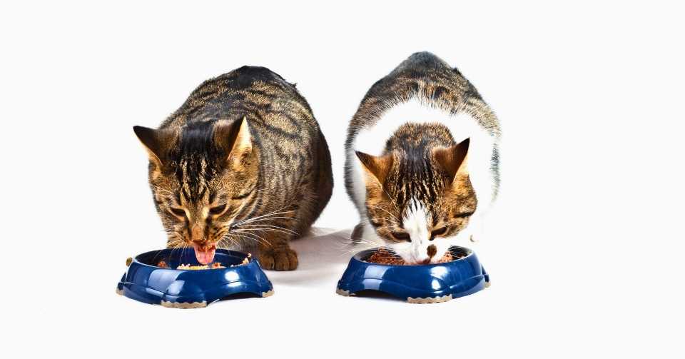 猫の食事回数に関する研究
