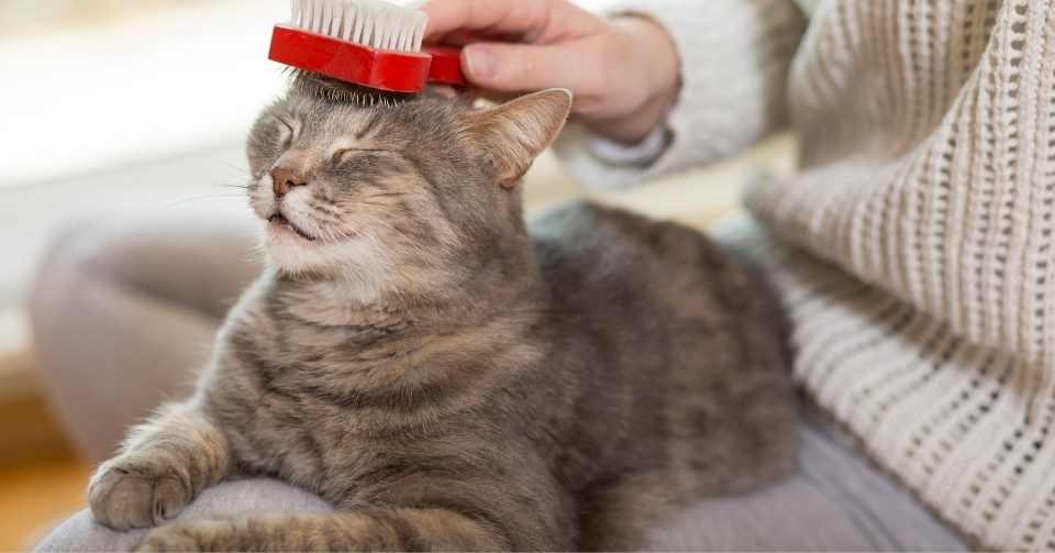 猫の抜け毛の原因