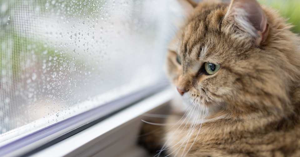 猫は湿気に弱い！おすすめの湿気対策5選を紹介