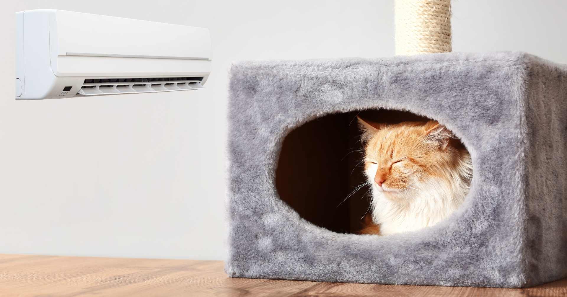 猫に最適な冷房の温度！夏のお留守番は要注意