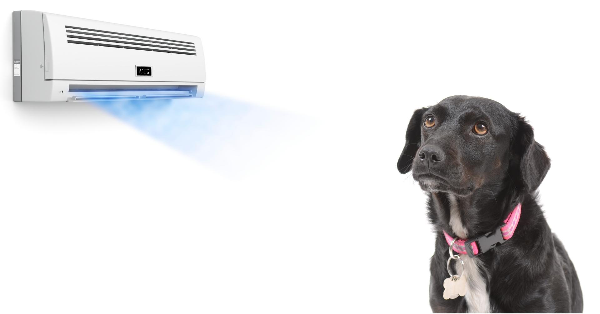 犬に最適な冷房の温度は？風量や風向きにも注意！