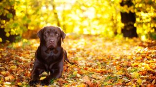 犬は季節の変わり目に下痢をしやすい 原因と対策を解説 ペット専門家監修 食事と健康のはなし