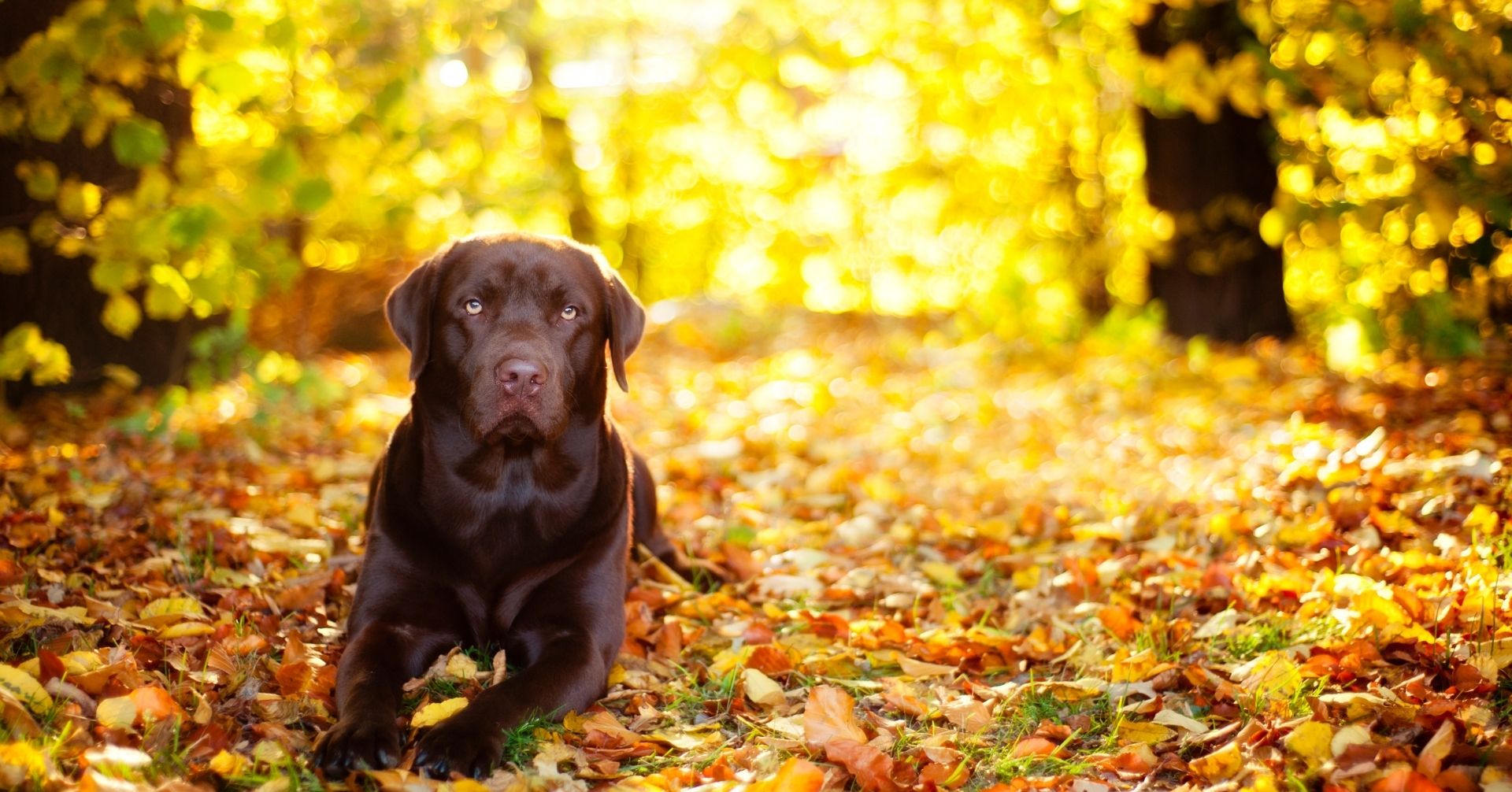 犬は季節の変わり目に下痢をしやすい？原因と対策を解説