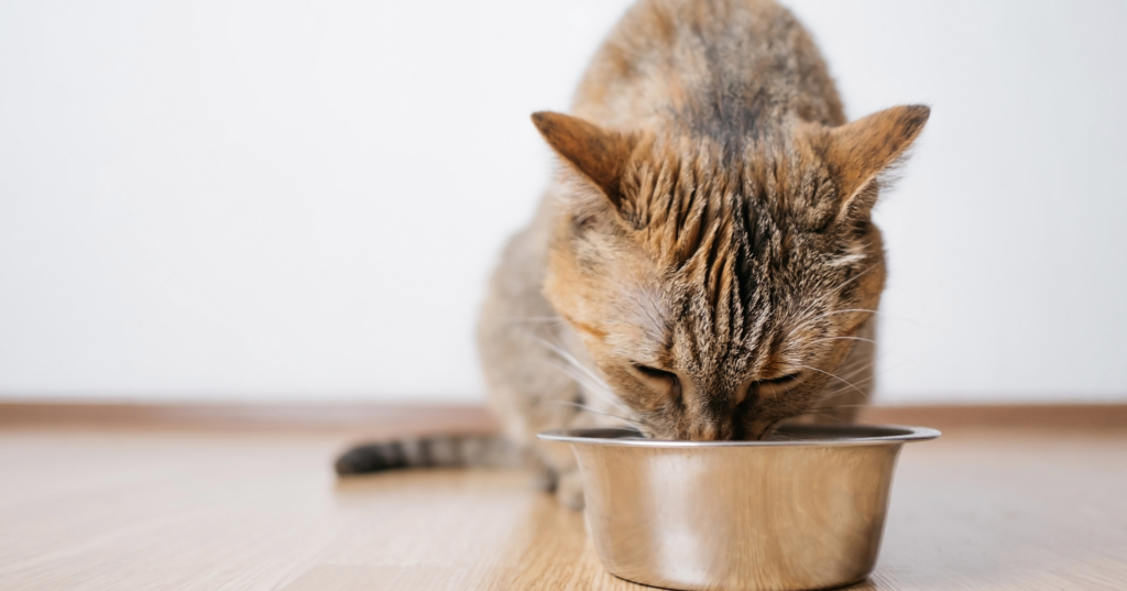 猫の食事の回数を決めるポイントは？