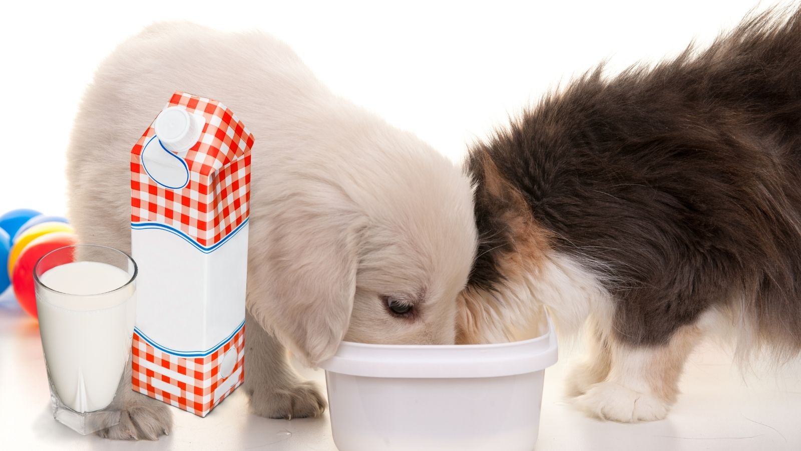 犬や猫に牛乳を与えたら下痢に!?注意点をペット栄養管理士が解説