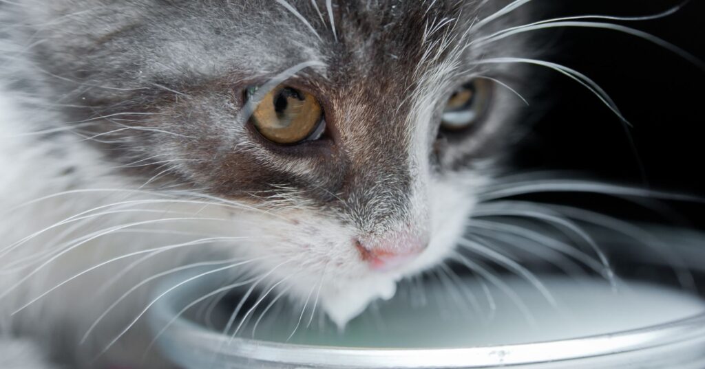 猫に牛乳を与えるメリット