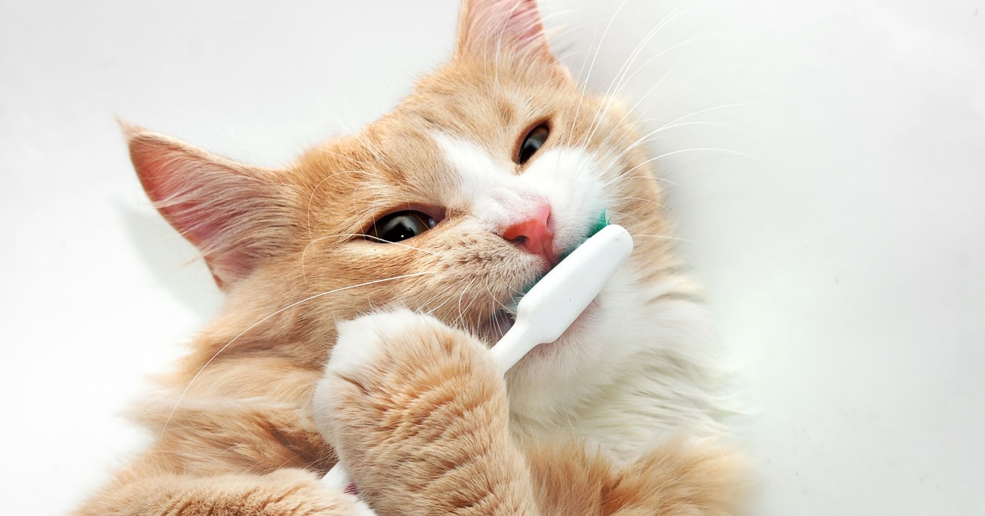 愛猫の口臭がアンモニア臭い!?口臭の原因と対策を考える