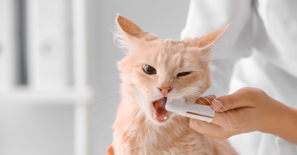普段からできる猫の口臭対策