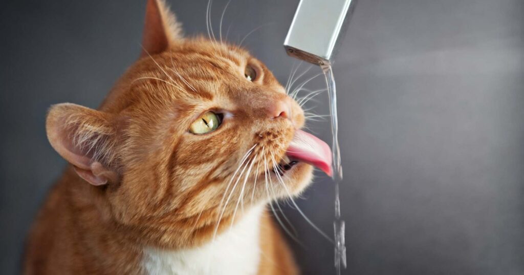 猫が水を飲まないことによる弊害