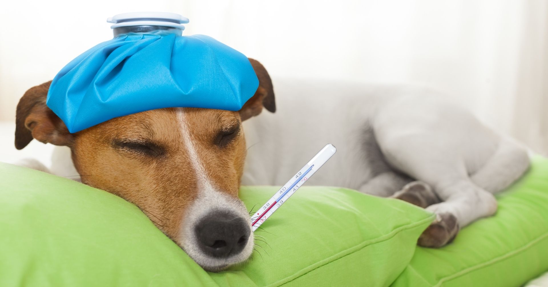 犬がかかりやすい病気のランキングを統計データから調査