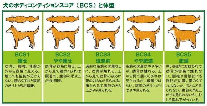 ボディコンディションスコア (BCS) で愛犬や愛猫の理想体型 (適正体型