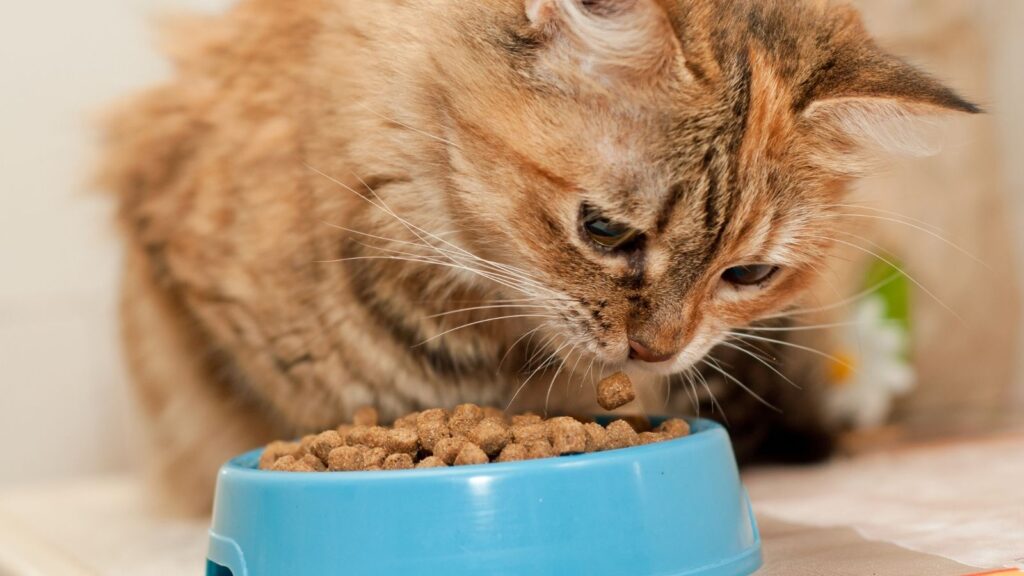 猫が空腹時に“鳴く”以外のサイン