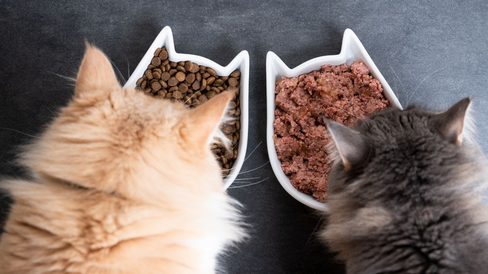 猫がカリカリを丸飲み!噛まない理由とお口のケア方法