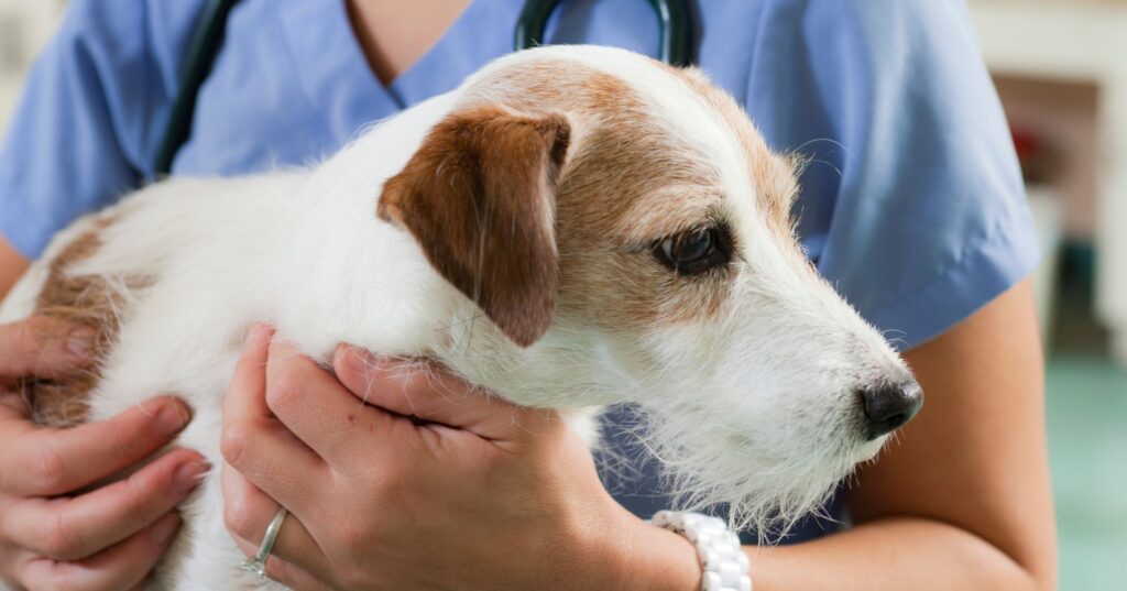 犬の体調不良時のサインが見られたら動物病院へ
