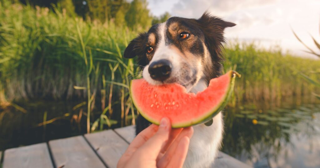 犬はスイカを食べても大丈夫！含まれる栄養素とその効果は？