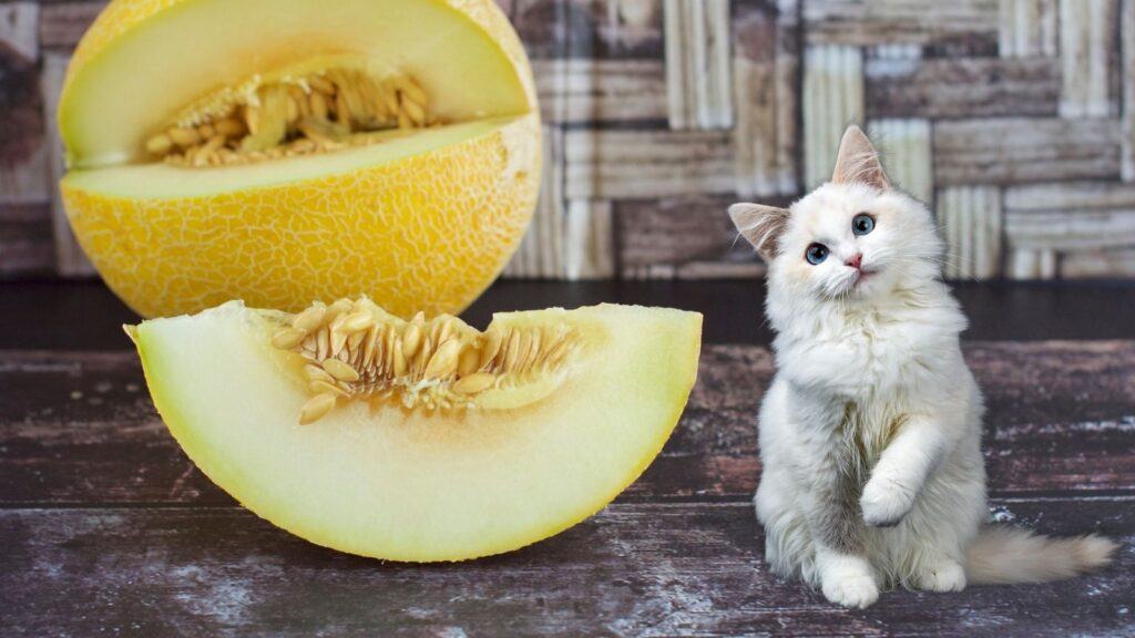 猫はメロンを食べても大丈夫！含まれる栄養素とその効果は？