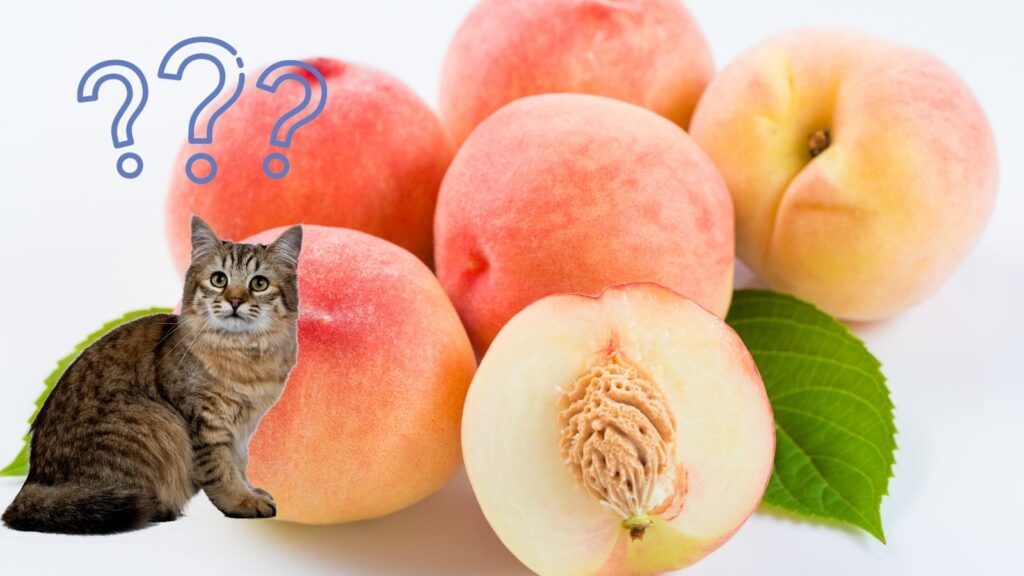 猫は桃を食べても大丈夫！含まれる栄養素とその効果は？