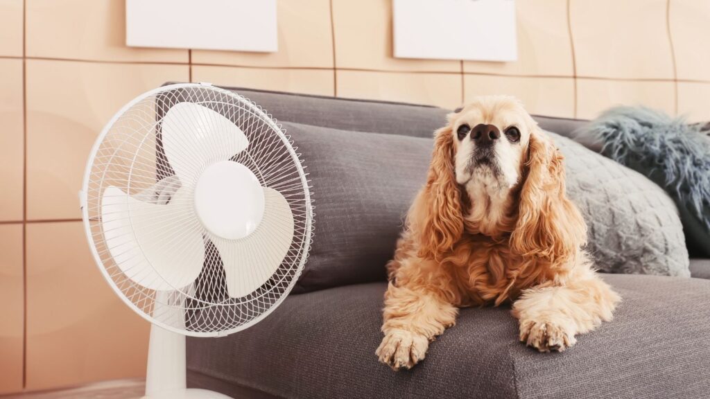 室内に有効な犬の暑さ対策グッズ