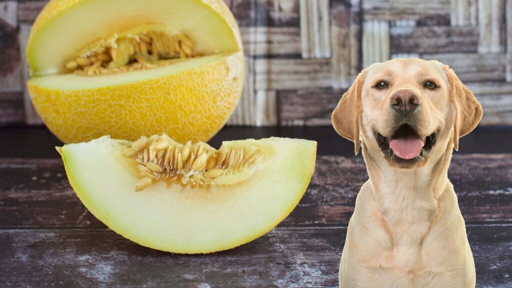 犬はメロンを食べても大丈夫！含まれる栄養素とその効果は？