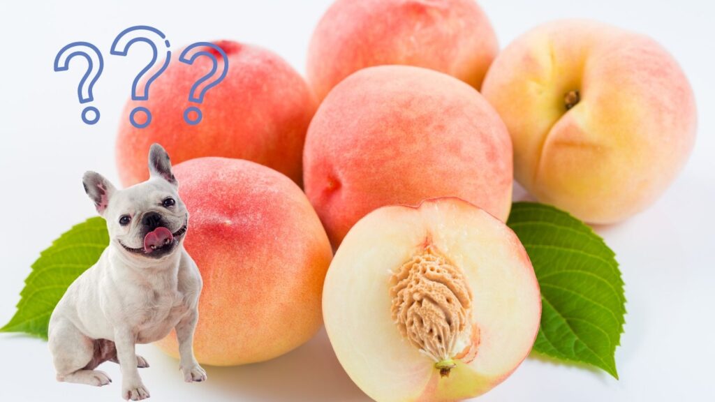 犬は桃を食べても大丈夫!?含まれる栄養素とその効果は？