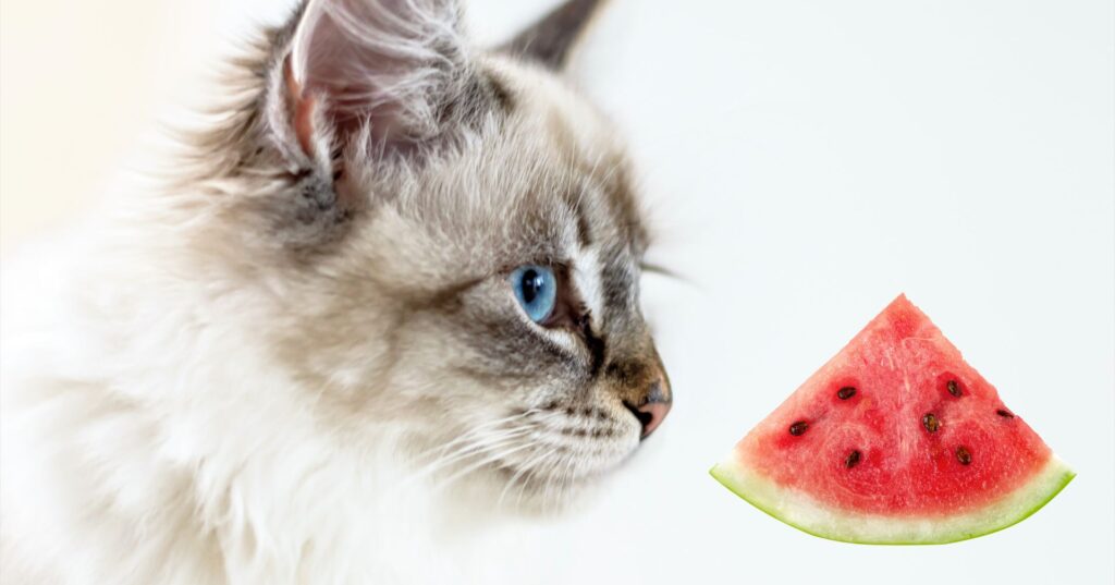 猫はスイカを食べても大丈夫!?含まれる栄養素とその効果は？