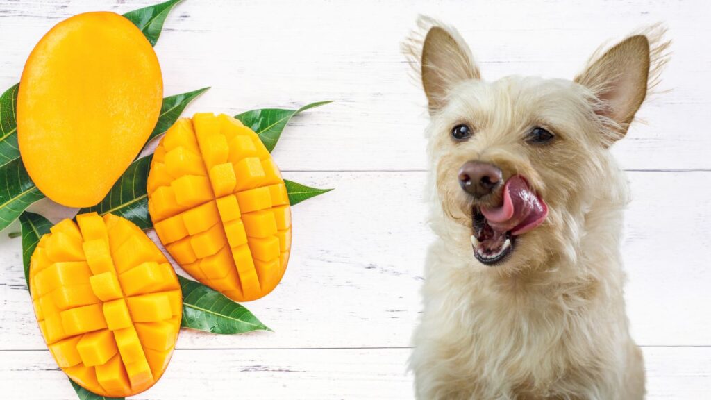 犬にマンゴーを食べさせるときの注意点は？