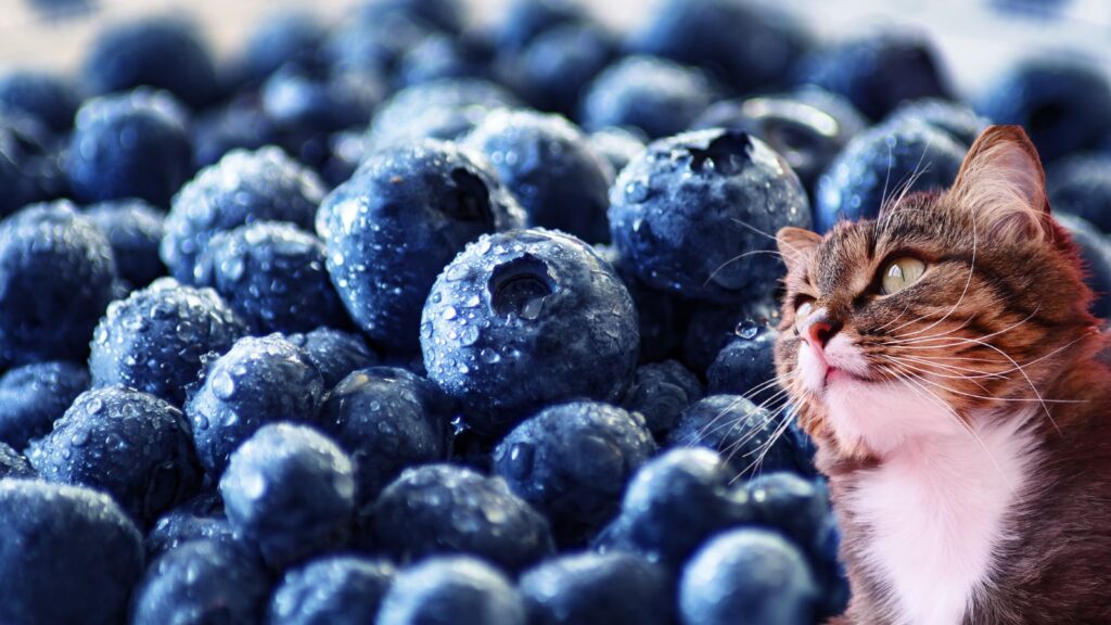 猫はブルーベリーを食べても大丈夫!?含まれる栄養素とその効果は？