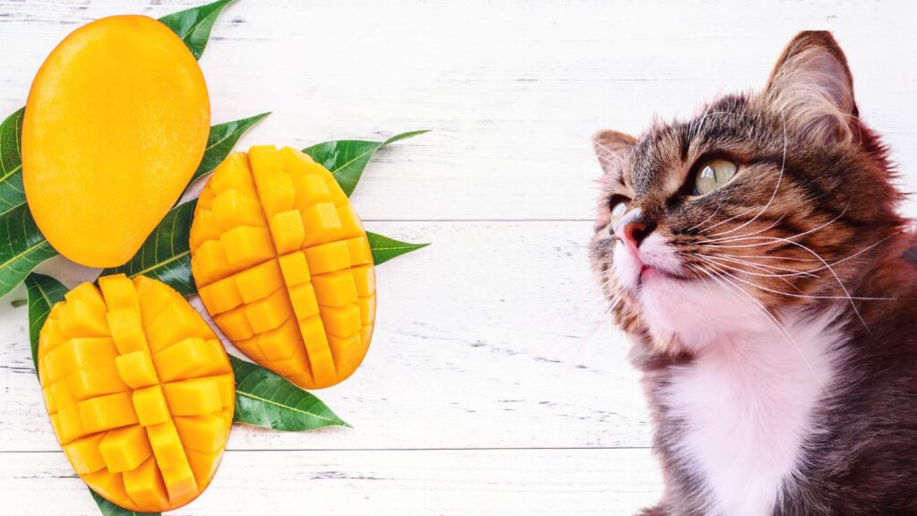 猫はマンゴーを食べても大丈夫!?含まれる栄養素とその効果は？