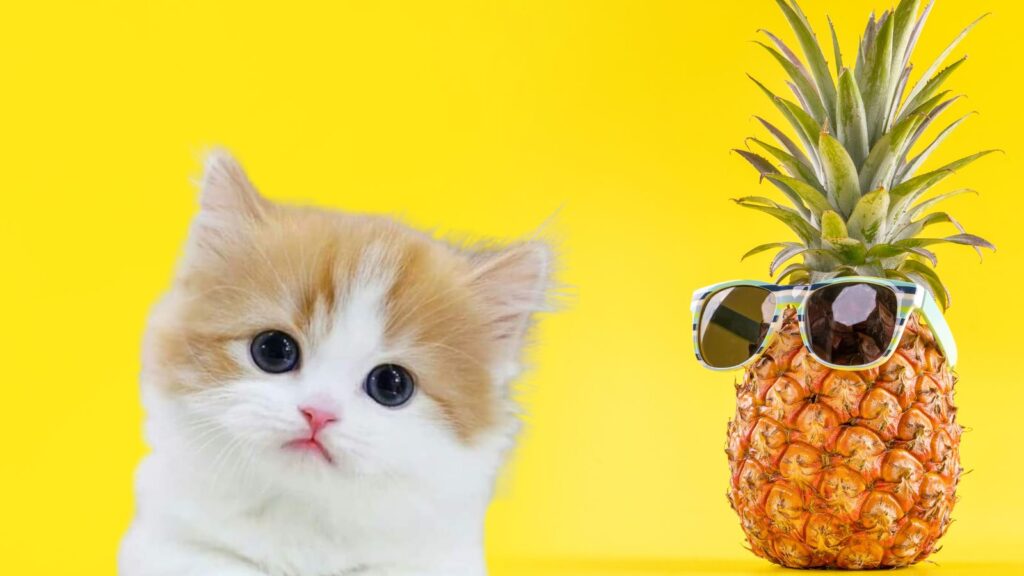 猫はパイナップルを食べても大丈夫！含まれる栄養素とその効果は？