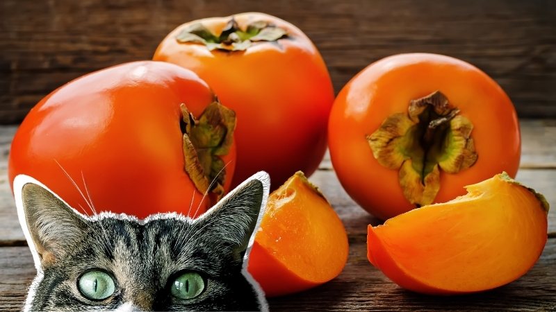 猫は柿を食べれる?注意すべき猫や食べさせ方をペット栄養管理士が解説