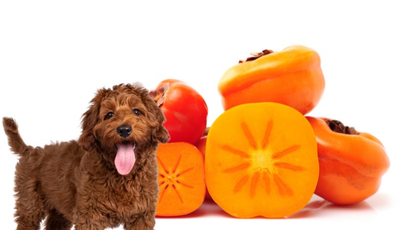 犬は柿を食べれる?注意すべき犬や食べさせ方をペット栄養管理士が解説