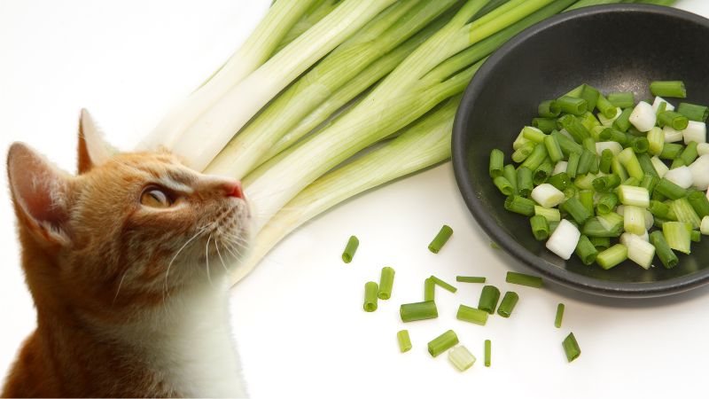 猫はネギを食べてはいけない！その理由や食べてしまった際の対処法をペット栄養管理士が解説