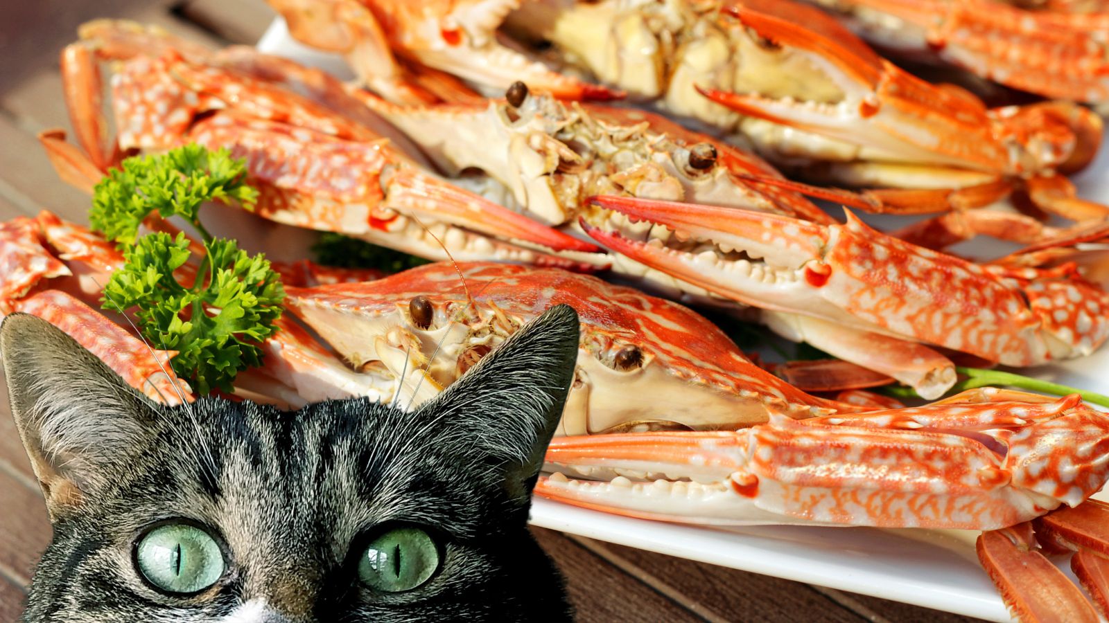猫はカニを食べても大丈夫!?注意すべき猫や食べさせ方をペット栄養管理士が解説