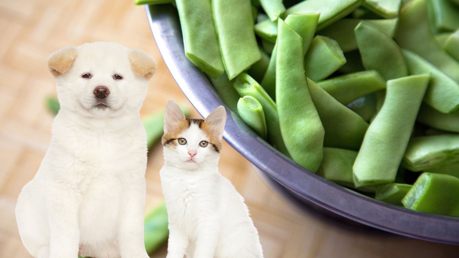 なた豆は犬や猫に良い!?期待できる効果をペット栄養管理士が解説