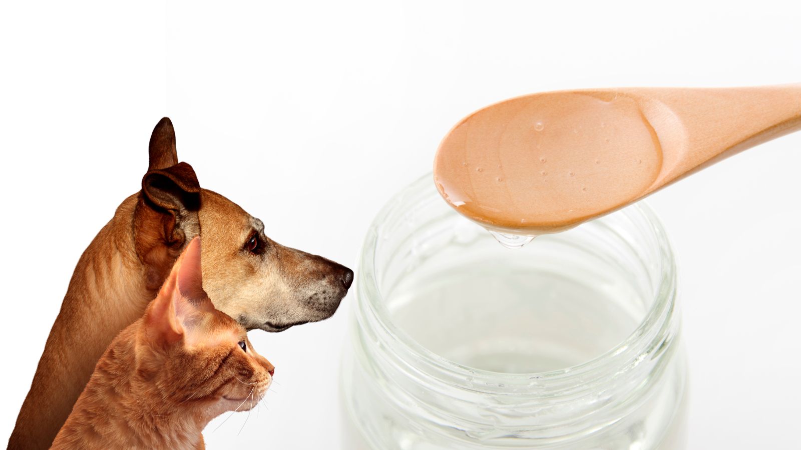 オリゴ糖は犬や猫に良い!?虫歯についてや期待できる効果をペット栄養管理士が解説