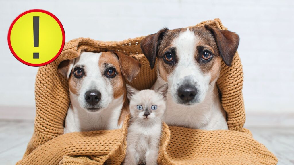 犬や猫にラクトフェリンを与える場合の注意点は？
