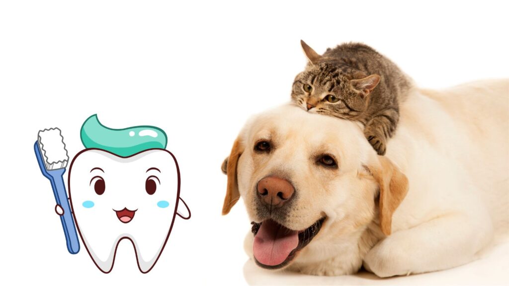 犬や猫に乳酸菌KT-11（クリスパタス菌KT-11）を与える効果は？