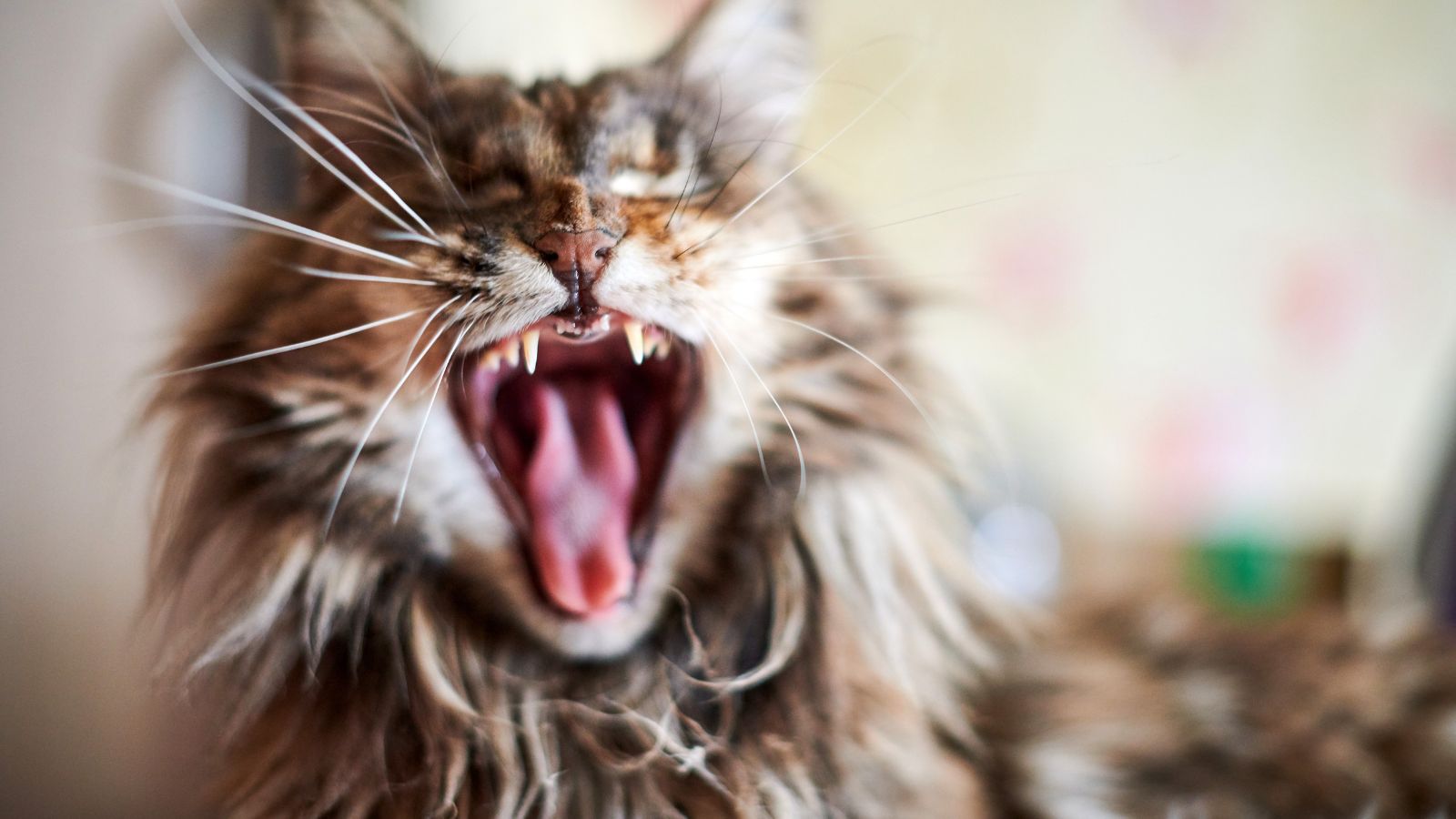 猫が口内炎になった時の食事は？ペット栄養管理士が解説