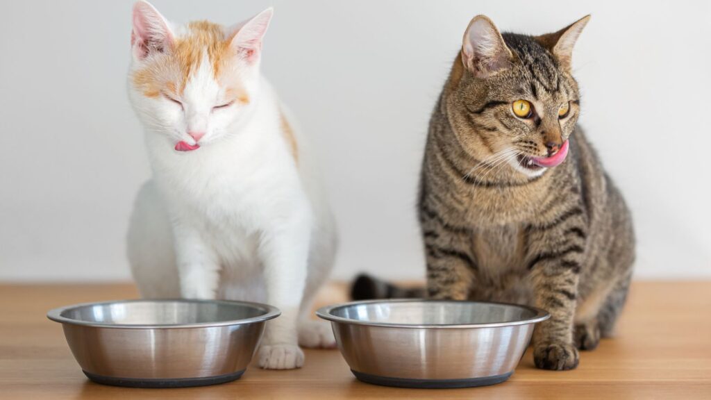 猫の口内炎で意識すべき食事