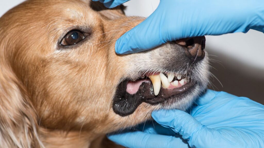 犬の口内炎の原因