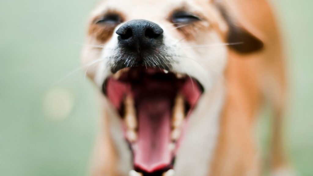 犬の口がうんこ臭い原因
