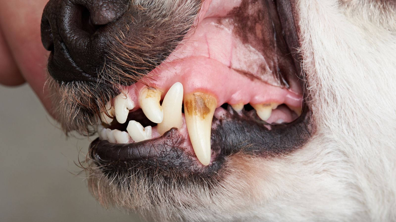 犬の歯が茶色い原因と対策について解説