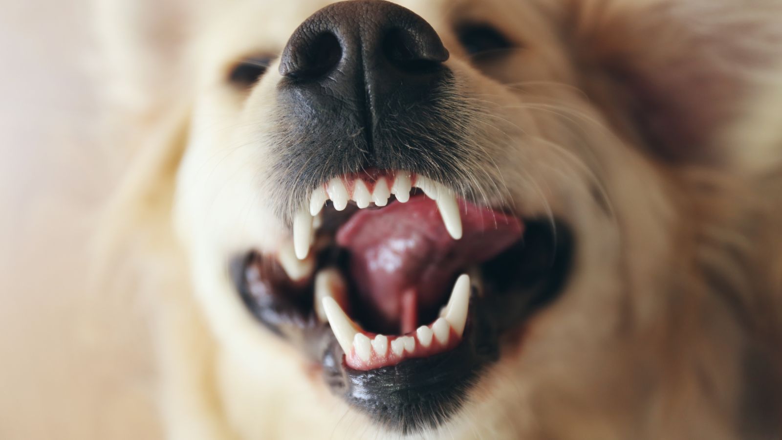 犬の口内炎を食事から見直す！原因や対策についても解説