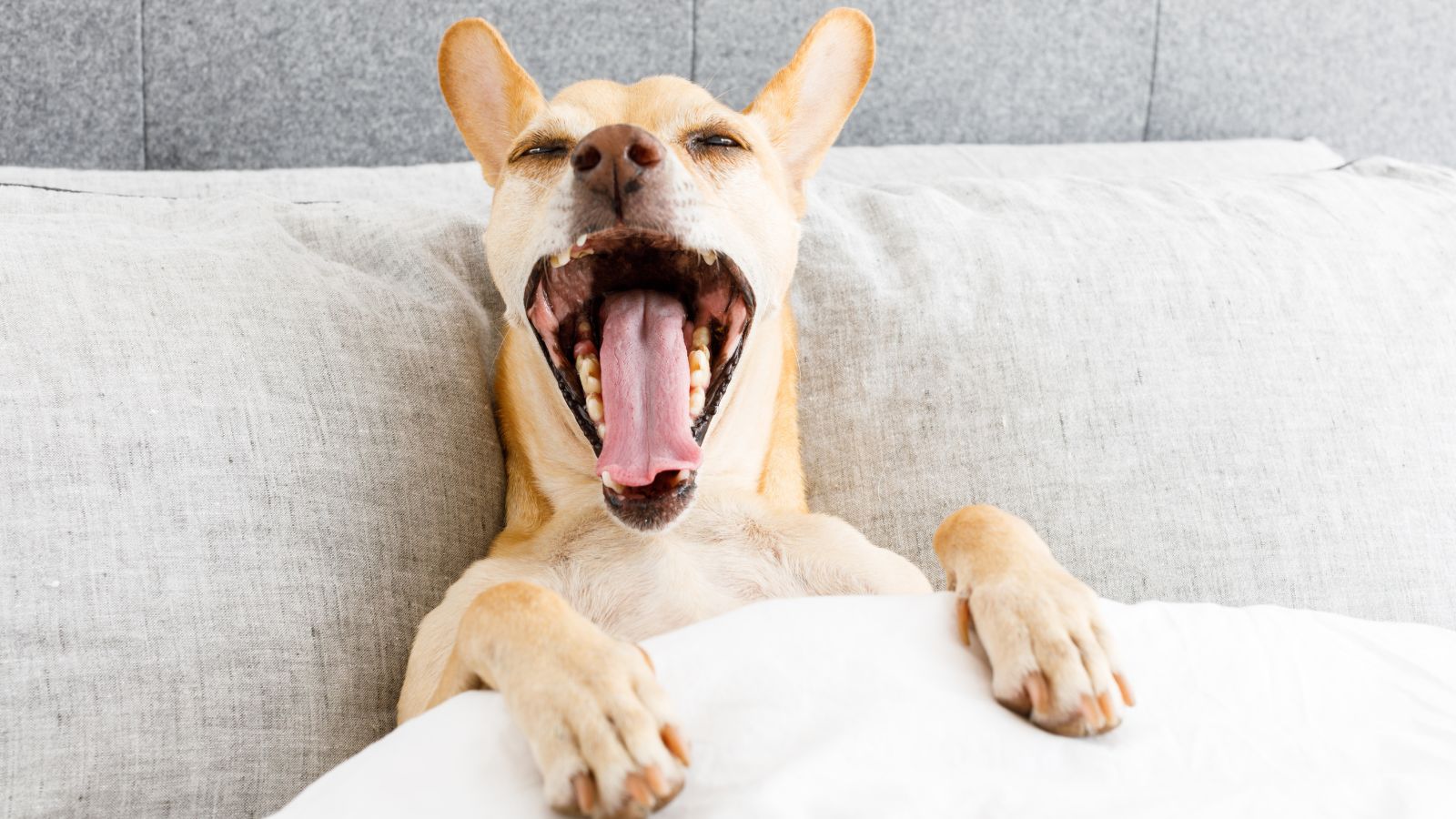 犬の口が生臭い原因と対策について解説