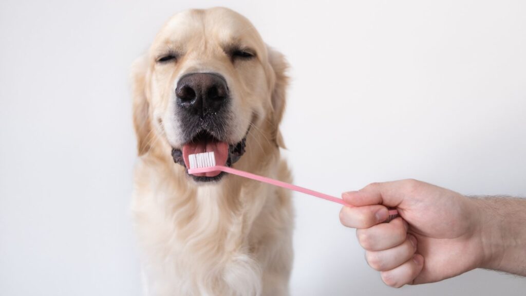 犬の口がうんこ臭い時の対策