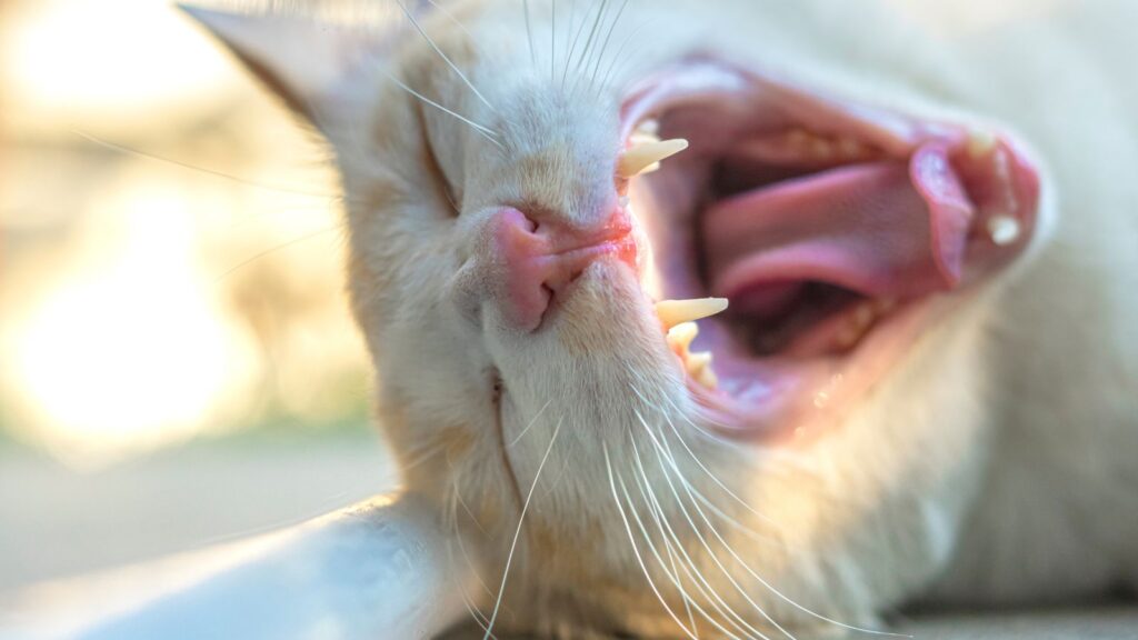 猫の口臭がアンモニア臭い原因