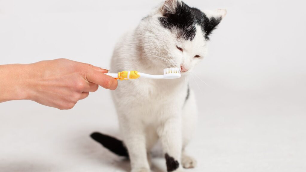 猫の奥歯の歯磨きの方法